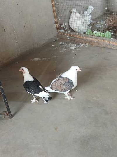 sentinent chiks pair