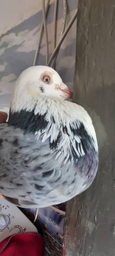 Donald pigeon pair/ pigeon o333:::84:::82::oo8::