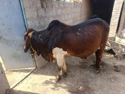 Bachha For Sale Wacha - Bull For Sale - Qurbani Ke liye janwar