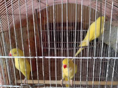 Beautiful taking parrot available full healthy and friendly