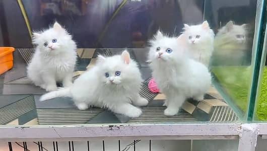 Persian cat triple kot,for sale,my WhatsApp 03481292582