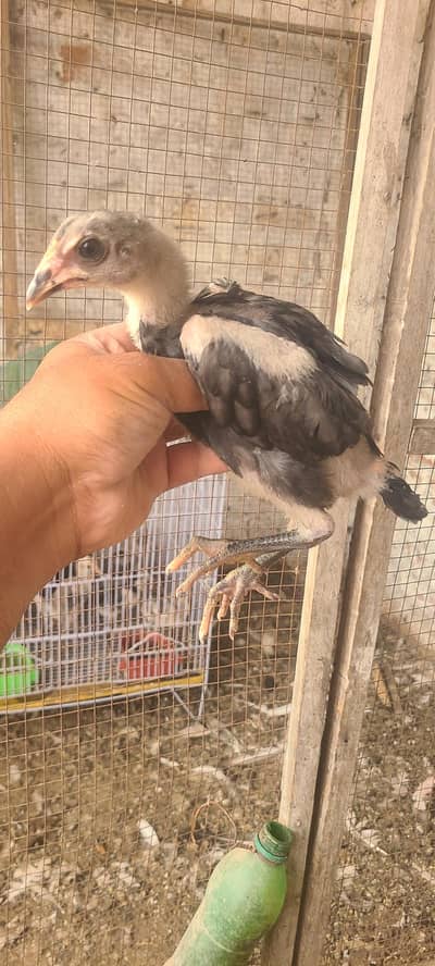 Thai chicks