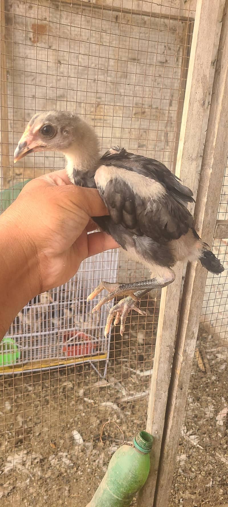 Thai chicks 0