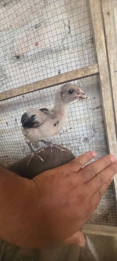 Thai chicks