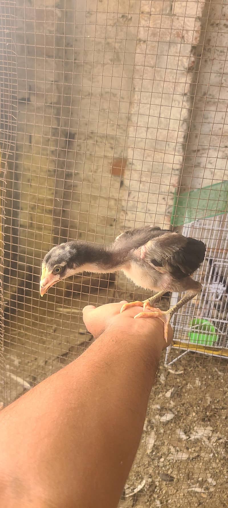 Thai chicks 3