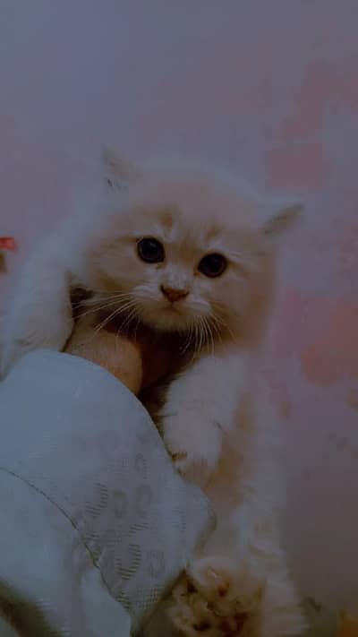 urgent sale kittons