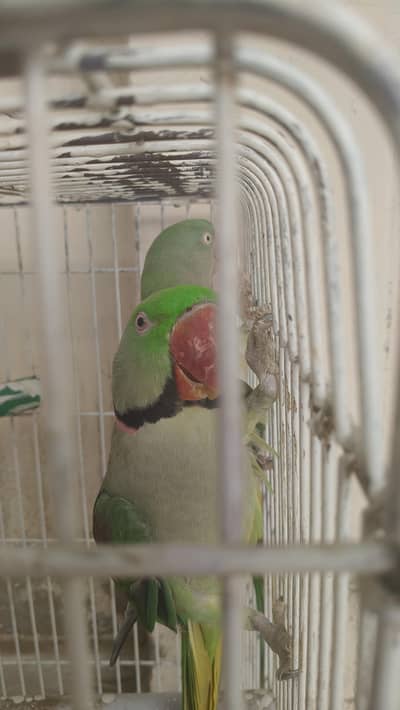 Raw parrot pair