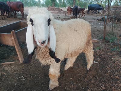 Male Sheep For Sale