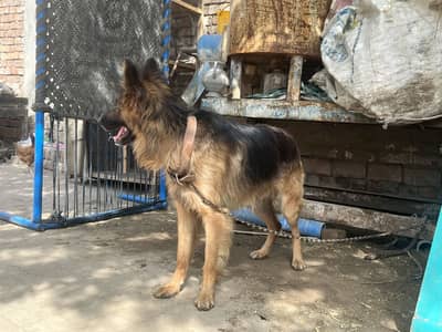 German Shepherd Pure - Male dog