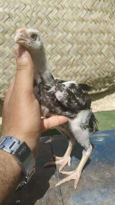 Indian Parrot Beak