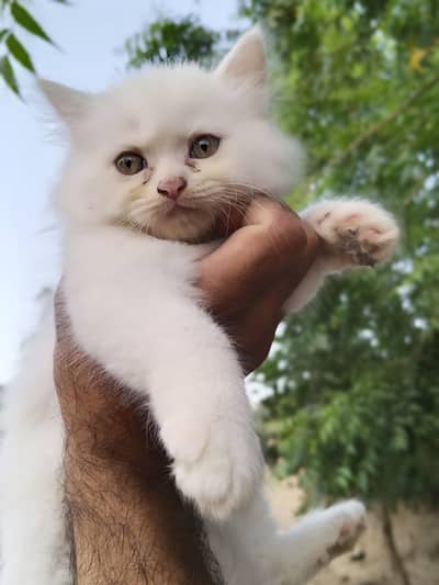 Persian kittens