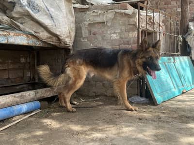 German shepherd  pure Quality Male Dog