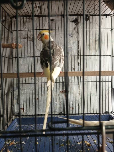 Breeder Pair Including New Cage See description
