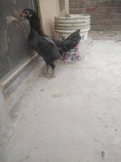 aseeel murgi for sale