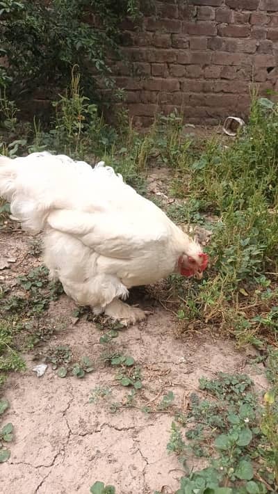 pure white heavy buff female for sale