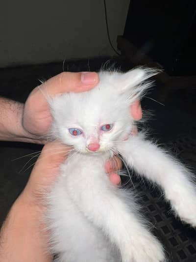 kitten