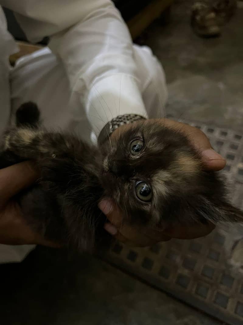 kitten 1