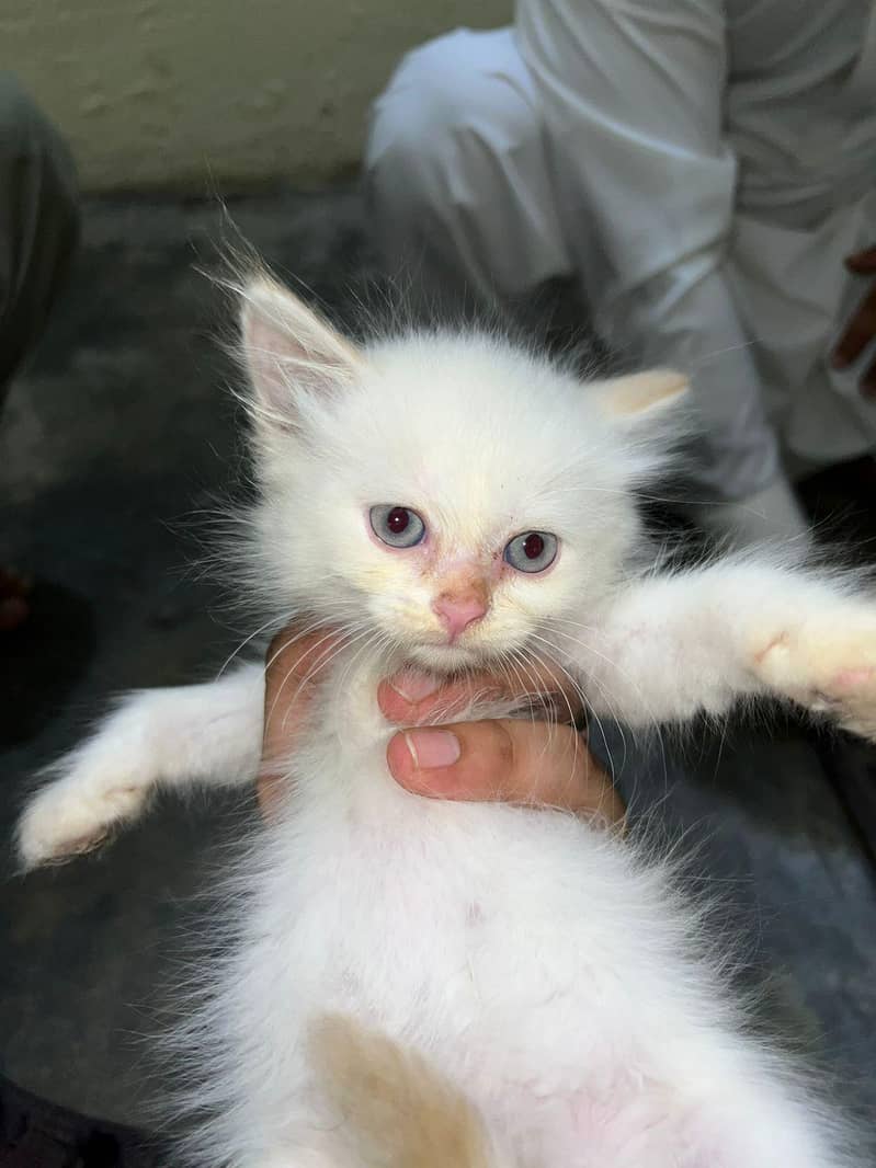 kitten 2