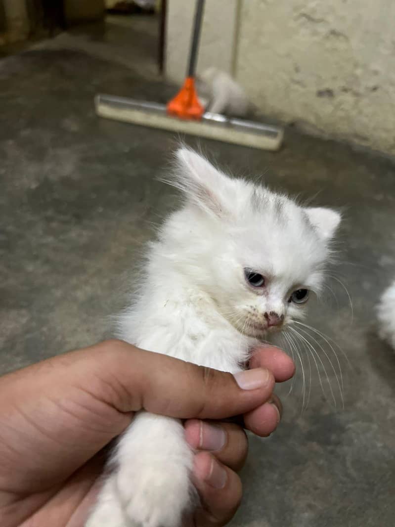 kitten 3