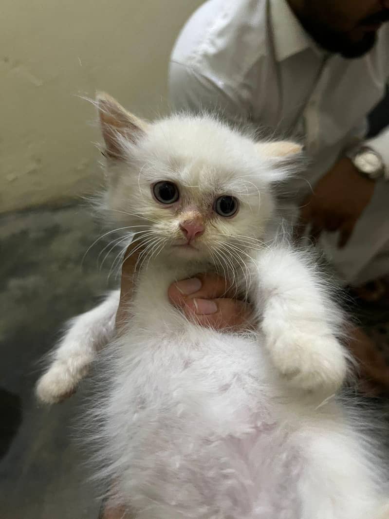 kitten 4