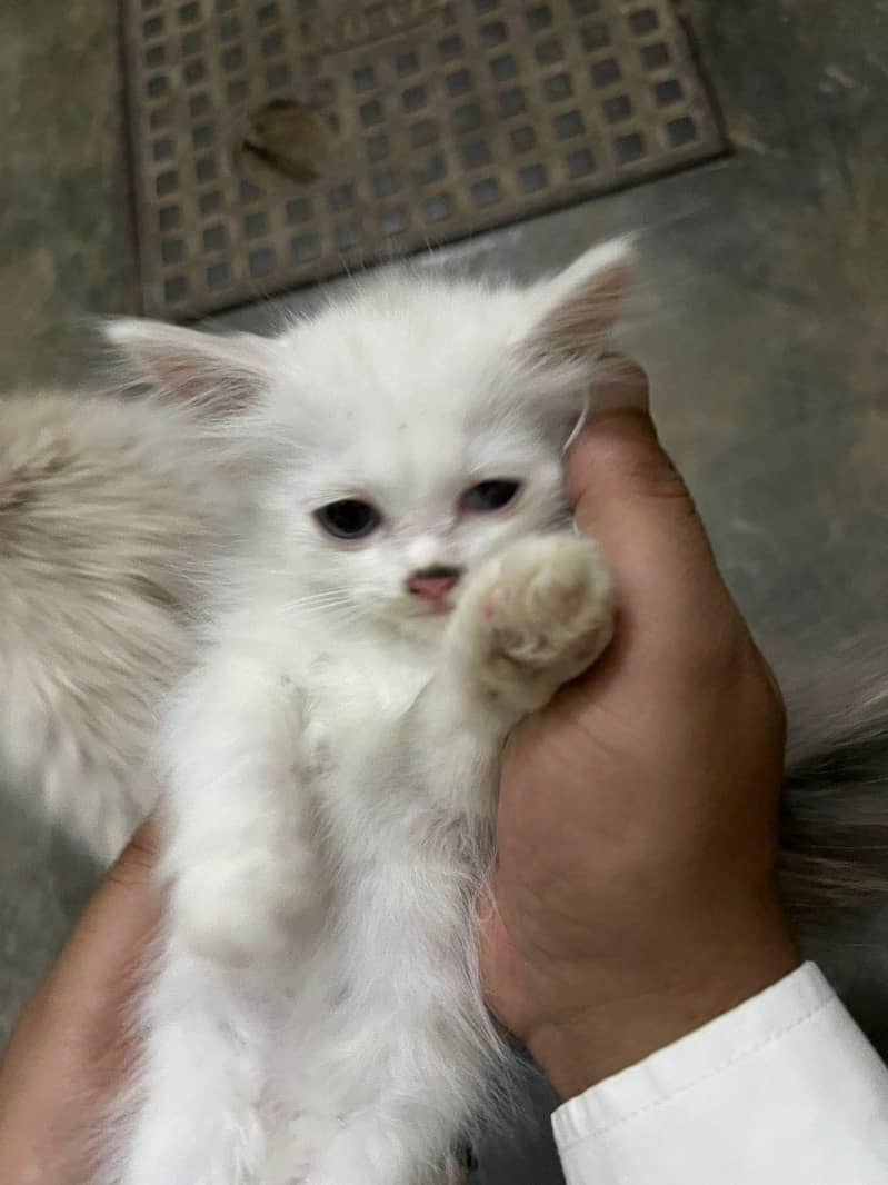 kitten 5