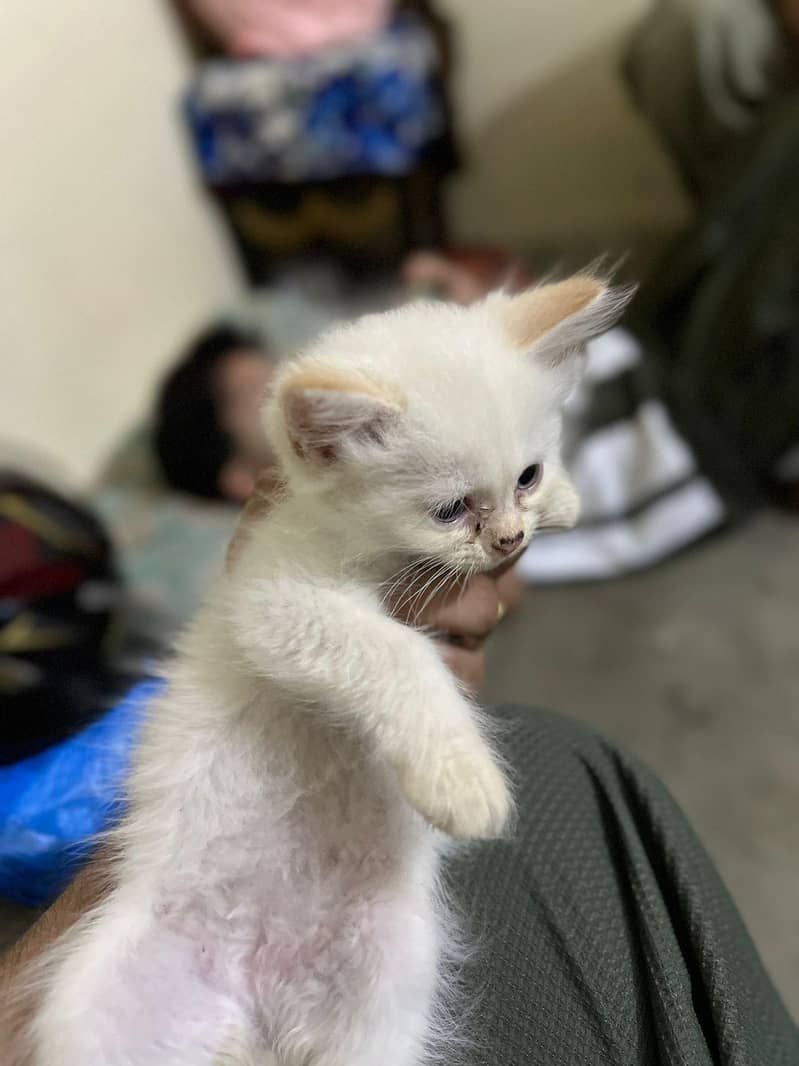 kitten 6