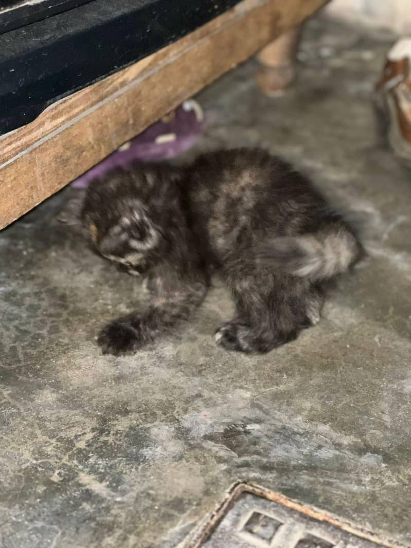 kitten 7
