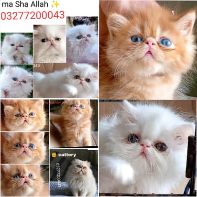 CFA bloodline pure peke face import quality kittens cats