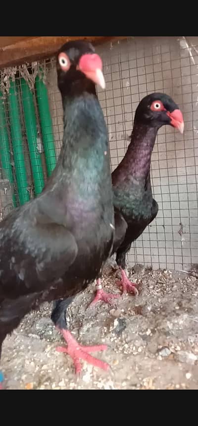 Black Self Denish Breeder Pair