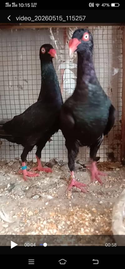 Black Self Denish Breeder Pair