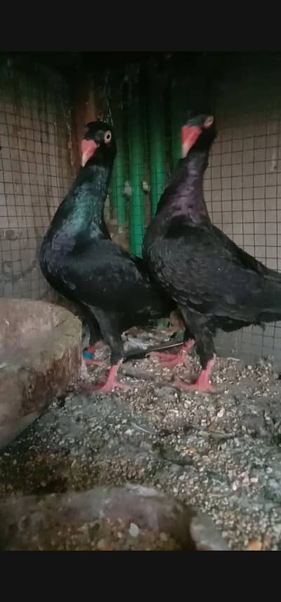 Black Self Denish Breeder Pair
