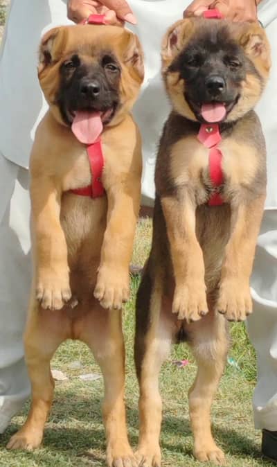 king Kurdish kangal puppies security Dog available