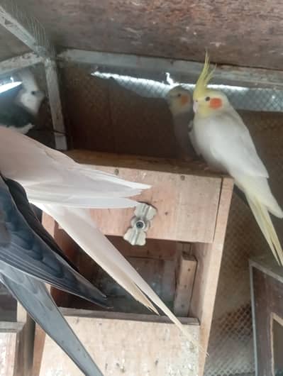 Cocktail birds for sale