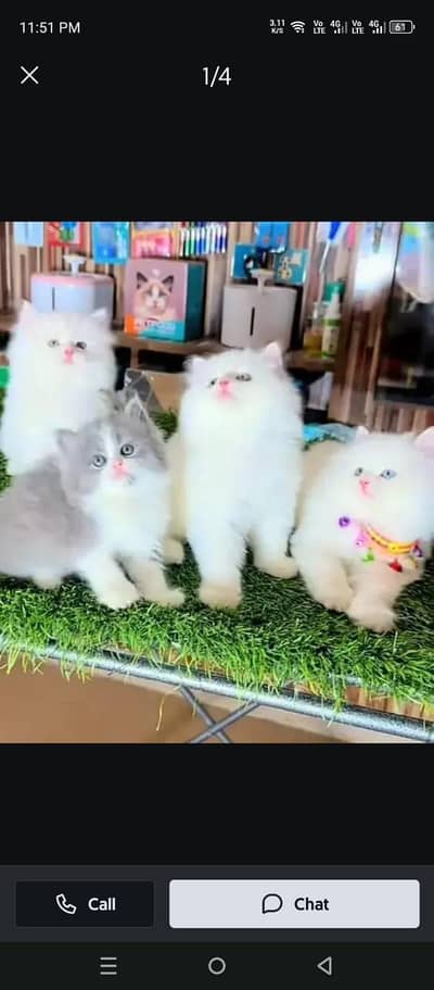 Persian cat for sale male or female my WhatsApp number3314372136