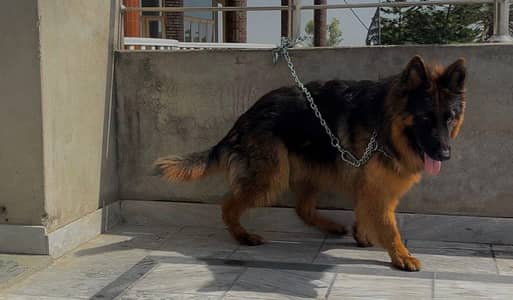 Non Ped Long Coat German Shepherd From Imported Line