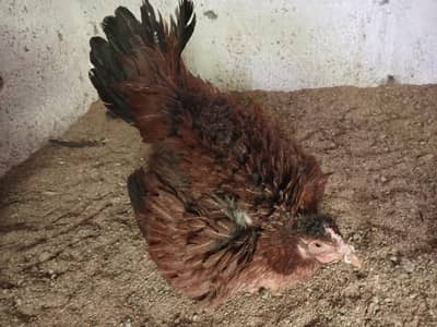 Kuruk Hens for Sale (Pure Desi)