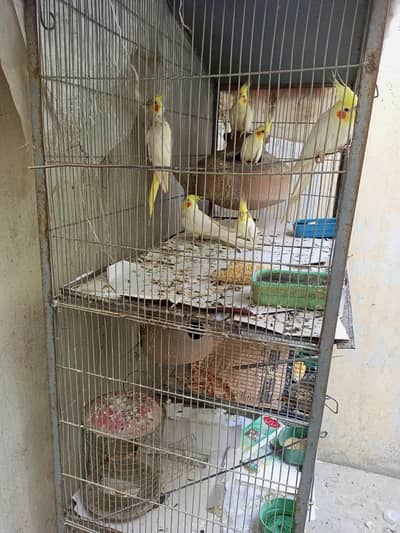 cocktail for sale with cage