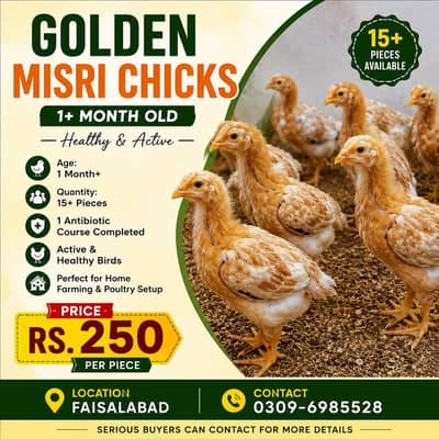 Golden Misri Chicks Location Faisalabad 0309/698/5528