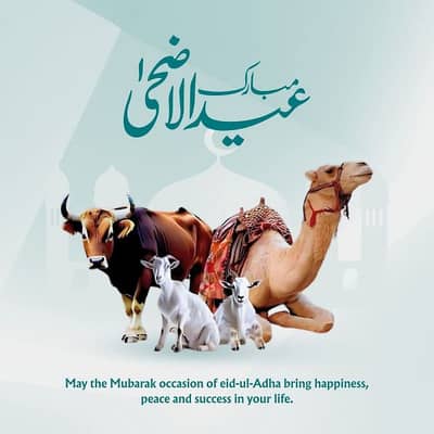 Qasai Available Hain Eid K 3 Din