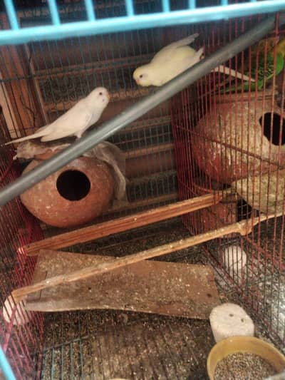 Love birds and bughies