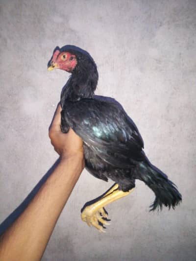 Aseel patha for sale