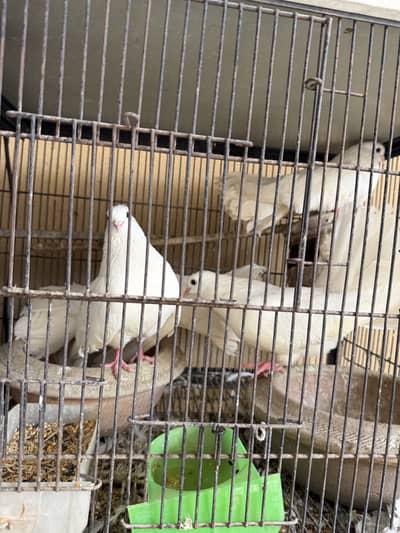 Breeder Lakka kabootar pair for sale