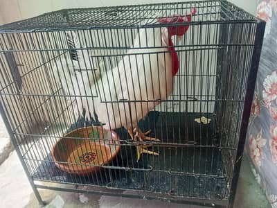White  Murgha For Sale