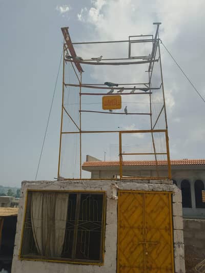 pigeon cage for sale