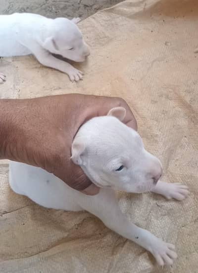 4 female papies available