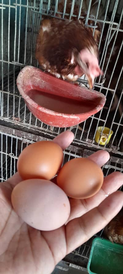 6 egg laying lohman brown