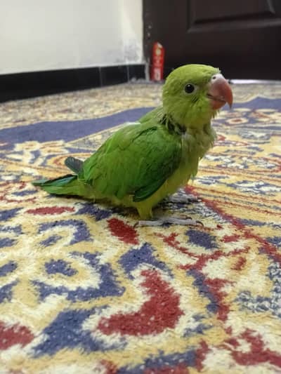 Green RingNeck Chick