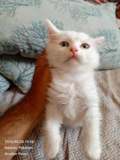 Persian doll face kittens