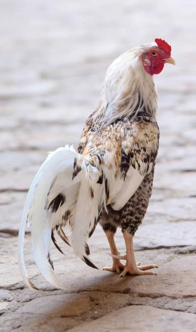 Pure jawa aseel rooster (murgha)