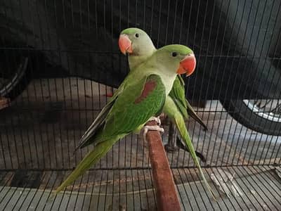 Raw Parrot